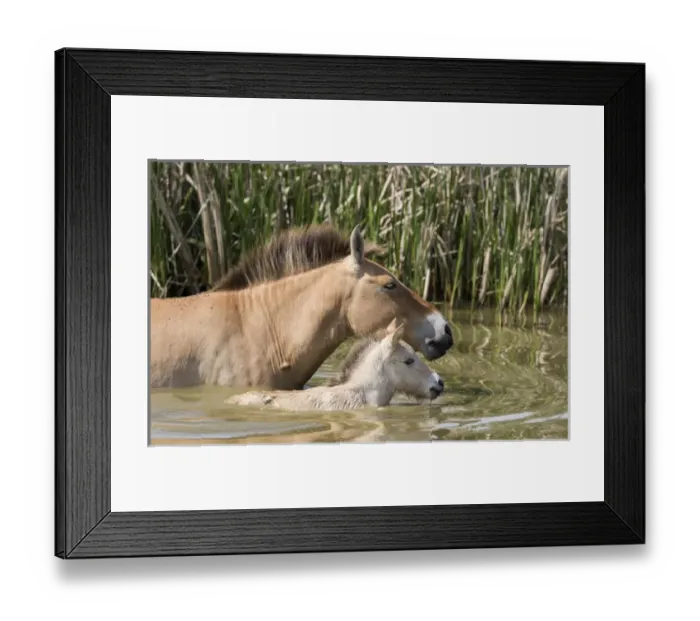 Framed Print : Przewalskis Horse or Takhi (Equus ferus przewalskii) in the wildlife center of