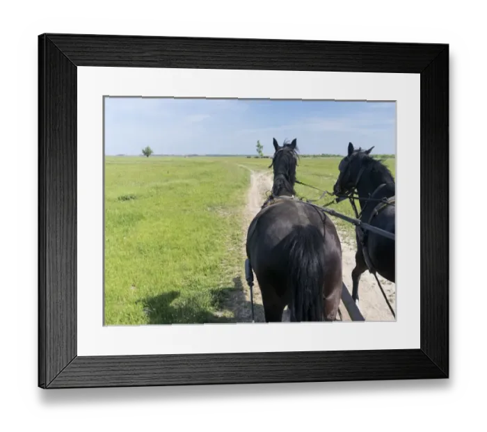 Framed Print : Carriage ride in the Puszta, Hortobagy National Park. Europe, Eastern Europe, Hungary