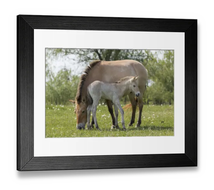 Framed Print : Przewalskis Horse or Takhi (Equus ferus przewalskii) in the wildlife center of Framed Print : Przewalskis Horse or Takhi (Equus ferus przewalskii) in the wildlife center of