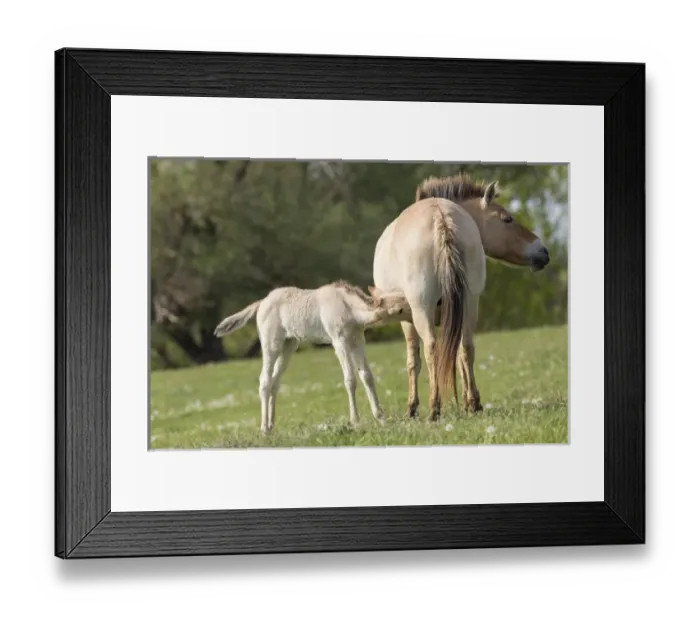 Framed Print : Przewalskis Horse or Takhi (Equus ferus przewalskii) in the wildlife center of Framed Print : Przewalskis Horse or Takhi (Equus ferus przewalskii) in the wildlife center of