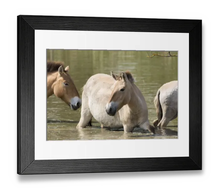 Framed Print : Przewalskis Horses or Takhi (Equus ferus przewalskii) crossing a river in the wildlife