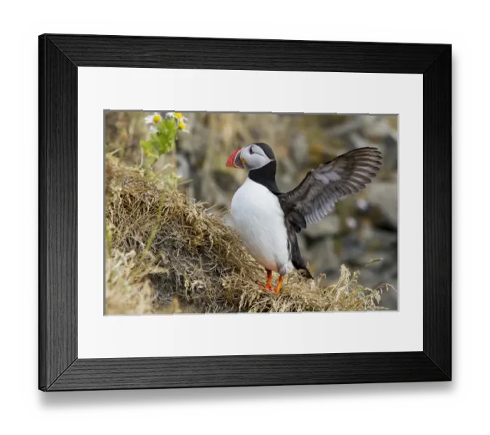 Framed Print : Europe, Iceland. Close-up of puffin flapping its wings