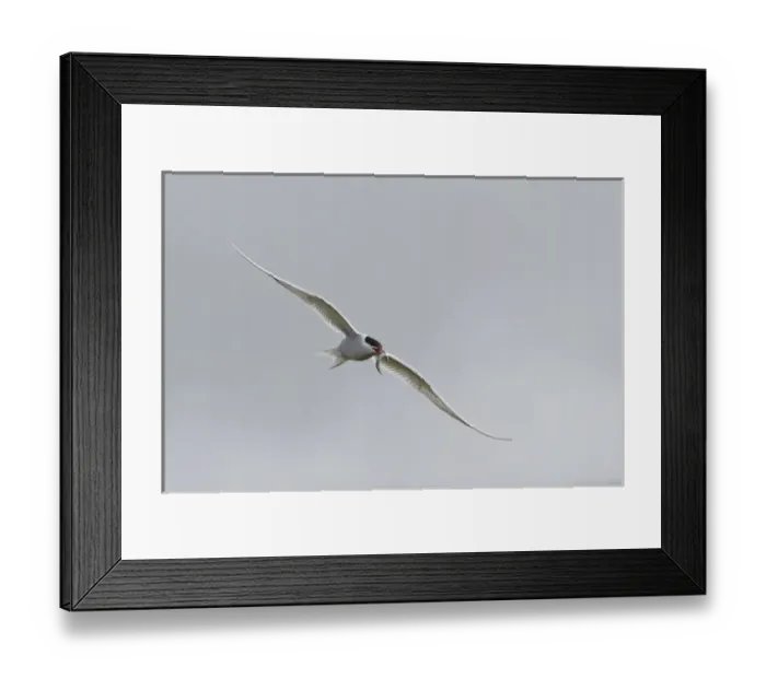 Framed Print : Europe, Iceland, Vik. Arctic tern flying with small fish in beak Framed Print : Europe, Iceland, Vik. Arctic tern flying with small fish in beak