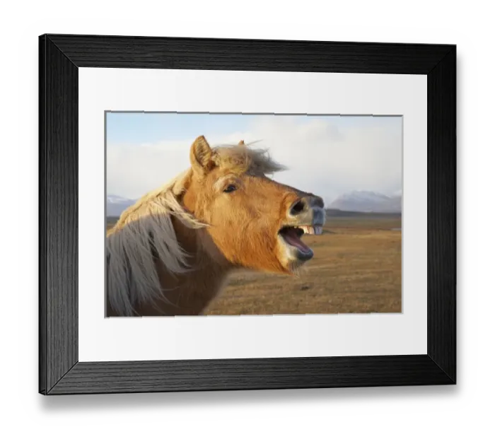 Framed Print : Iceland, HAafn. Icelandic horse seems to laugh at camera