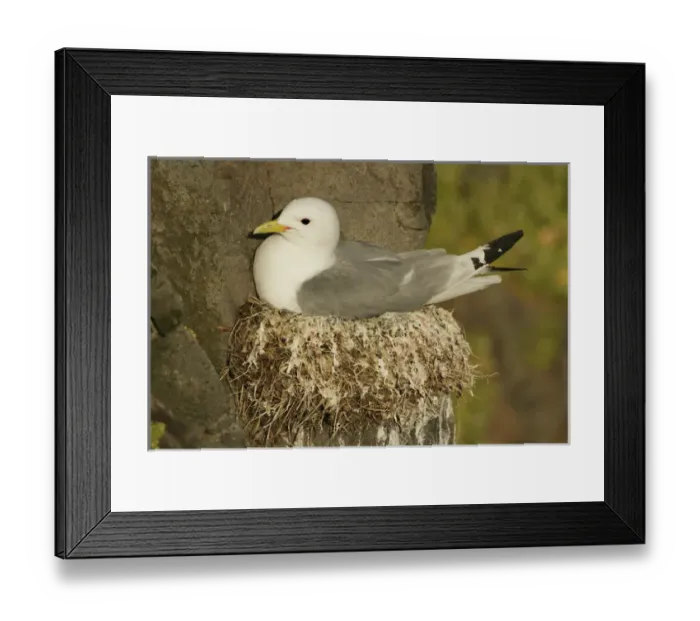Framed Print : Iceland, Latrabjarg. Close-up of black-legged kittiwake on nest Framed Print : Iceland, Latrabjarg. Close-up of black-legged kittiwake on nest