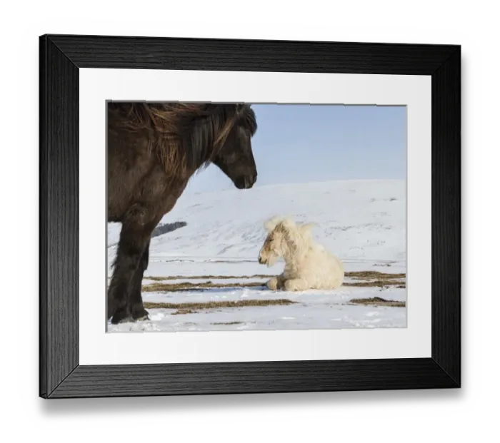 Framed Print : Iceland. Icelandic horses. Credit as: Bill Young / Jaynes Gallery / DanitaDelimont Framed Print : Iceland. Icelandic horses. Credit as: Bill Young / Jaynes Gallery / DanitaDelimont