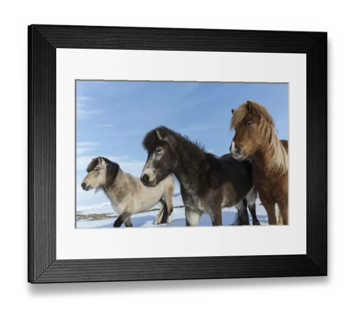 Framed Print : Iceland. Icelandic horses. Credit as: Bill Young / Jaynes Gallery / DanitaDelimont Framed Print : Iceland. Icelandic horses. Credit as: Bill Young / Jaynes Gallery / DanitaDelimont