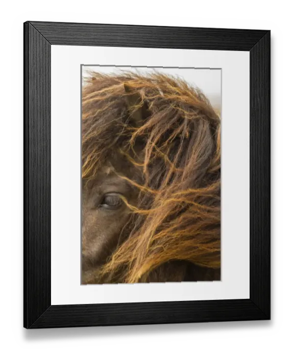 Framed Print : Europe, Iceland. Close-up of Icelandic horses head