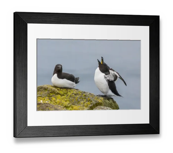 Framed Print : Europe, Iceland, Latrabjarg. Razorbill male in courtship behavior