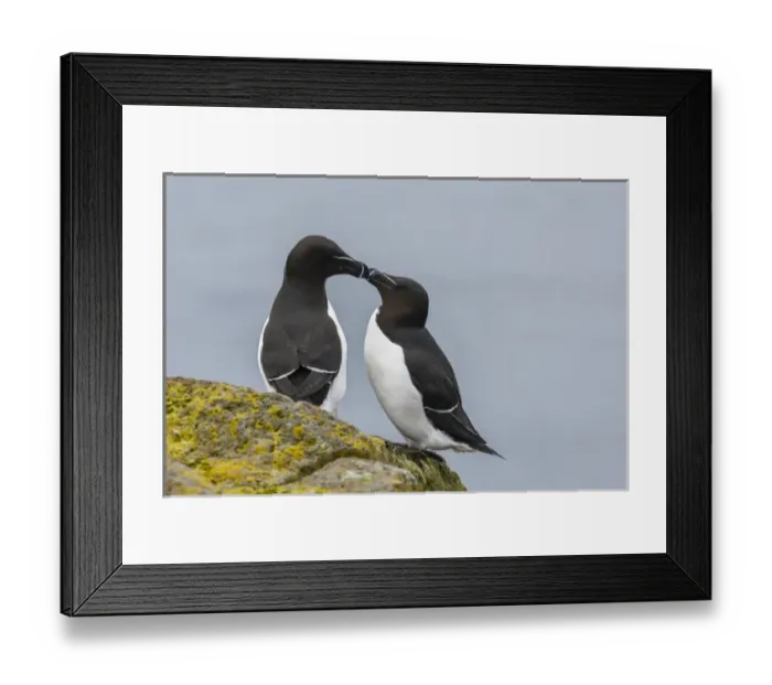 Framed Print : Europe, Iceland, Latrabjarg. Pair of razorbills in courtship behavior. Credit as Framed Print : Europe, Iceland, Latrabjarg. Pair of razorbills in courtship behavior. Credit as