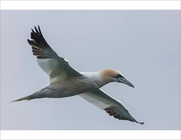 Europe, Iceland, Snaefellsnes. Close-up of northern gannet gliding