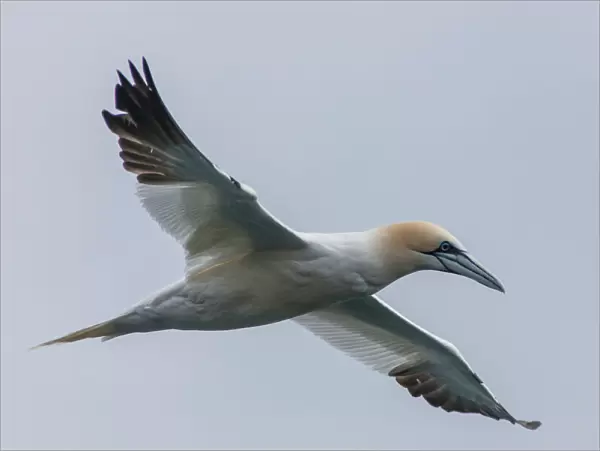 Europe, Iceland, Snaefellsnes. Close-up of northern gannet gliding
