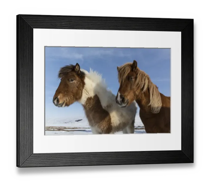 Framed Print : Iceland. Icelandic horses. Credit as: Bill Young / Jaynes Gallery / DanitaDelimont Framed Print : Iceland. Icelandic horses. Credit as: Bill Young / Jaynes Gallery / DanitaDelimont