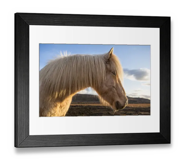 Framed Print : Iceland. Portrait of Icelandic horse. Credit as: Bill Young / Jaynes Gallery / DanitaDelimont Framed Print : Iceland. Portrait of Icelandic horse. Credit as: Bill Young / Jaynes Gallery / DanitaDelimont