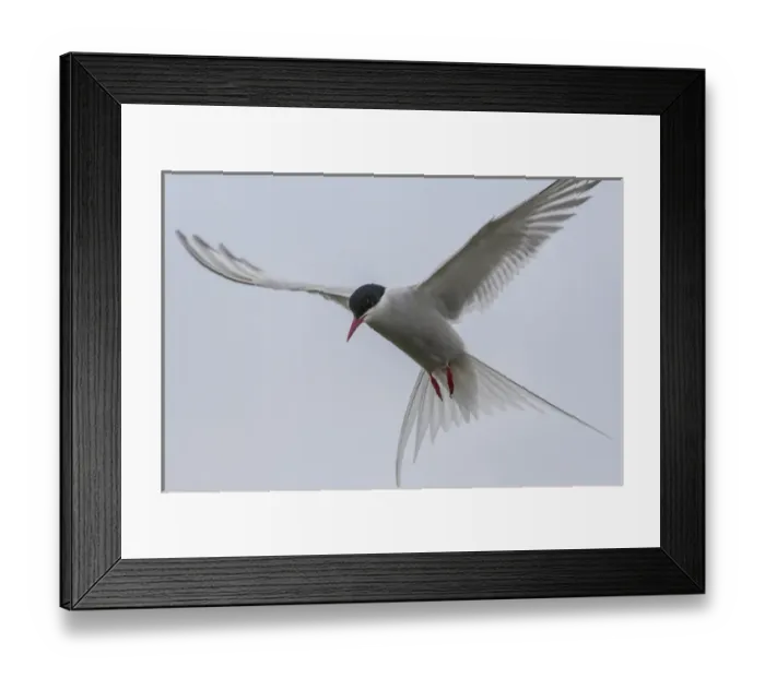 Framed Print : Europe, Iceland, Reykjavik. Arctic tern hovering Framed Print : Europe, Iceland, Reykjavik. Arctic tern hovering