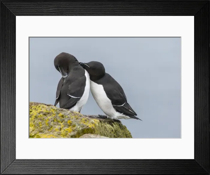 Framed Print : Europe, Iceland, Latrabjarg. Razorbills courting