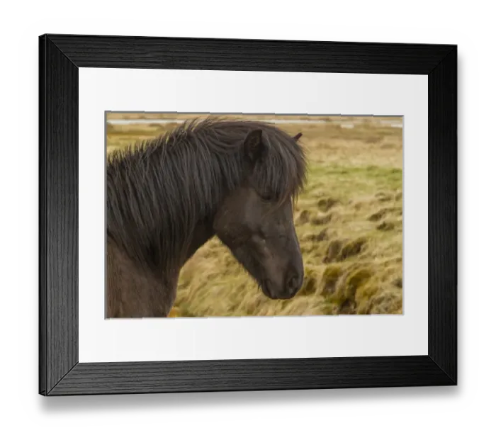 Framed Print : Europe, Iceland. Profile of Icelandic horse Framed Print : Europe, Iceland. Profile of Icelandic horse