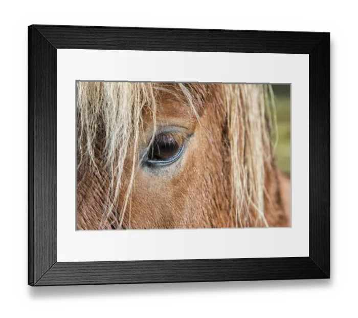 Framed Print : Iceland. Close-up of eye and head of Icelandic horse