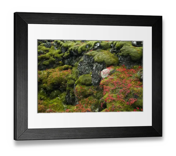 Framed Print : Iceland, Pingvellir National Park. Moss-covered rocks