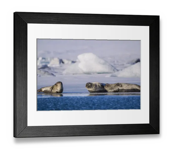 Framed Print : Harbor seals on ice flow at Jokulsarlon Lagoon in Iceland