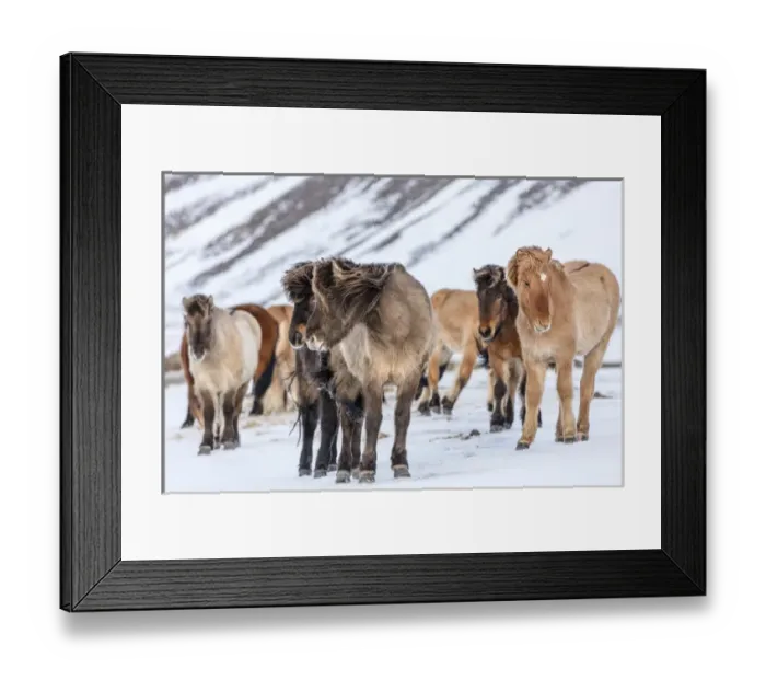 Framed Print : Icelandic horses in winter pasture near Hofn, Iceland