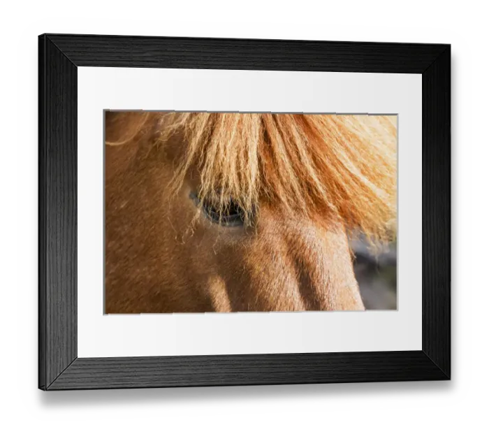 Framed Print : Europe, Iceland, Lake Myvatin, Icelandic horse Framed Print : Europe, Iceland, Lake Myvatin, Icelandic horse