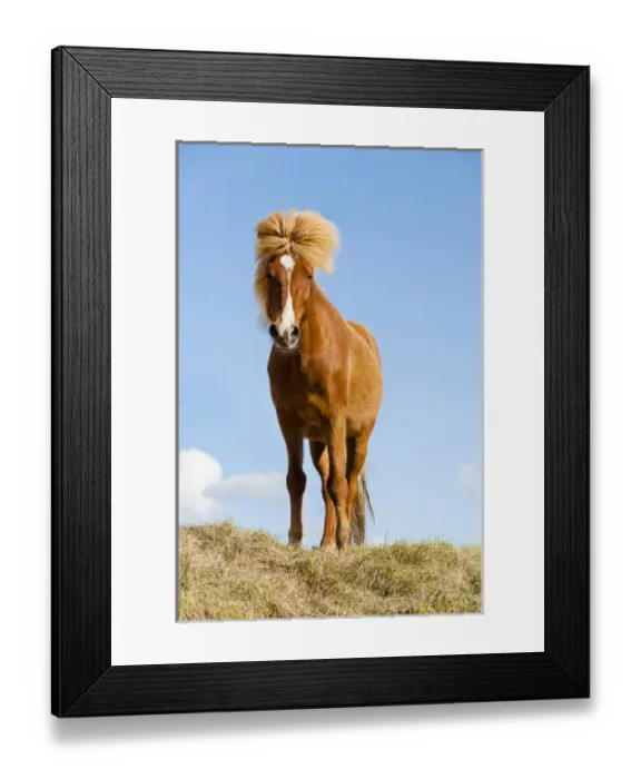 Framed Print : Europe, Iceland, Lake Myvatin, Icelandic horse. Portrait of an Icelandic horse Framed Print : Europe, Iceland, Lake Myvatin, Icelandic horse. Portrait of an Icelandic horse