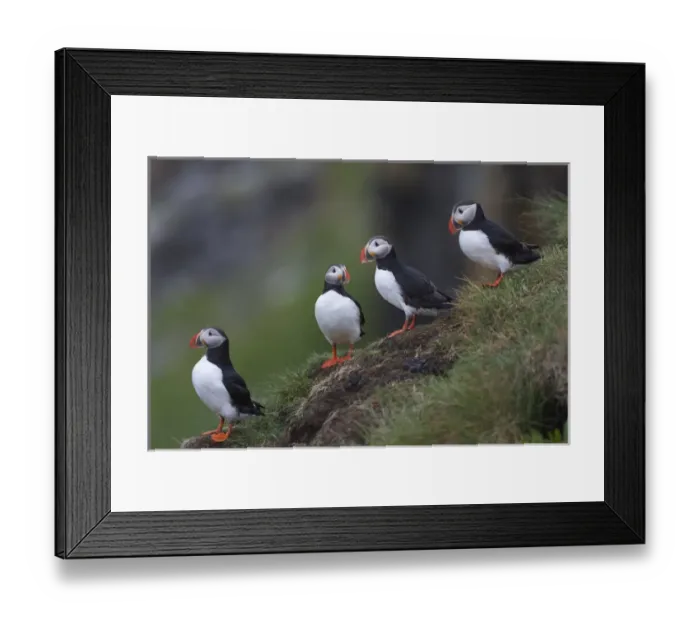 Framed Print : Europe, Iceland, Westfjords, Atlantic puffins, Fratercula arctica Framed Print : Europe, Iceland, Westfjords, Atlantic puffins, Fratercula arctica
