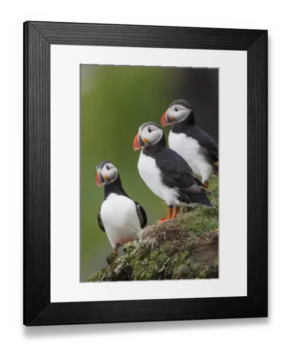 Framed Print : Europe, Iceland, Westfjords, Atlantic puffins, Fratercula arctica Framed Print : Europe, Iceland, Westfjords, Atlantic puffins, Fratercula arctica
