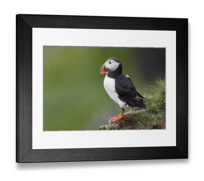 Framed Print : Europe, Iceland, Westfjords, Atlantic puffins, Fratercula arctica