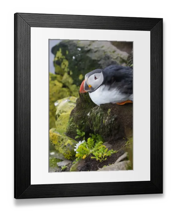 Framed Print : Europe, Iceland, Westfjords, Atlantic puffins, Fratercula arctica Framed Print : Europe, Iceland, Westfjords, Atlantic puffins, Fratercula arctica