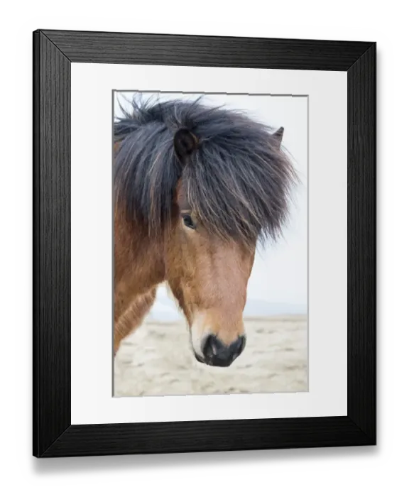 Framed Print : Europe, Iceland, North Iceland, near Akureyri. Icelandic horses have thick manes Framed Print : Europe, Iceland, North Iceland, near Akureyri. Icelandic horses have thick manes