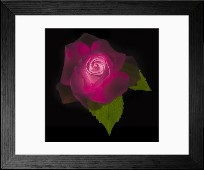Framed Print : USA, Maryland, Bethesda, Rose on Black, Digitally Altered