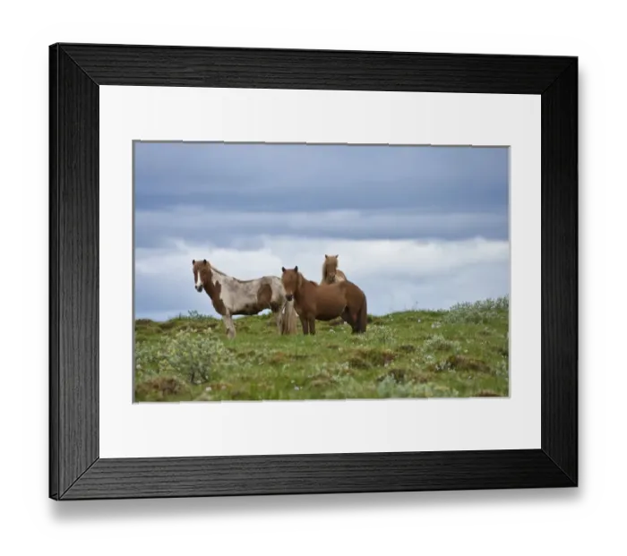 Framed Print : Icelandic Horses, Iceland