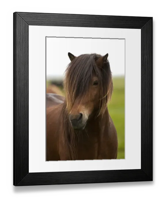 Framed Print : Iceland, Icelandic Horse Framed Print : Iceland, Icelandic Horse