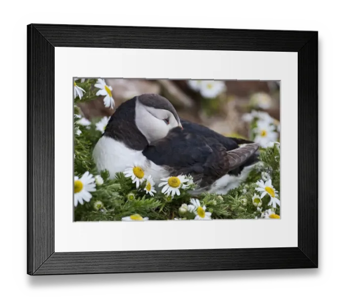 Framed Print : Iceland, Breidavik, Puffin Nesting Among the Daisies