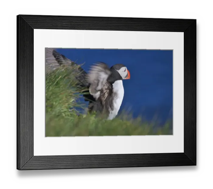 Framed Print : Atlantic Puffin (Fratercula arctica), Latrabjarg, Vestfirdhir, Iceland