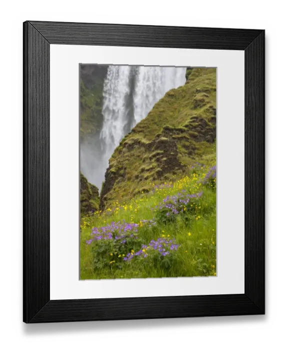 Framed Print : Iceland, Seljalandsfoss Waterfall, Wildflowers Framed Print : Iceland, Seljalandsfoss Waterfall, Wildflowers