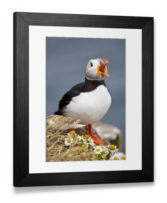 Framed Print : Iceland, Breidavik, Puffin Calling Out Framed Print : Iceland, Breidavik, Puffin Calling Out