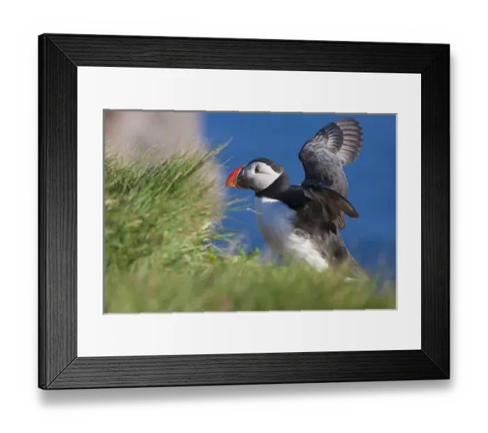Framed Print : Atlantic Puffin (Fratercula arctica), Latrabjarg, Vestfirdhir, Iceland Framed Print : Atlantic Puffin (Fratercula arctica), Latrabjarg, Vestfirdhir, Iceland