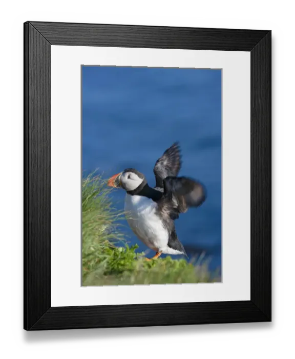 Framed Print : Atlantic Puffin (Fratercula arctica), Latrabjarg, Vestfirdhir, Iceland