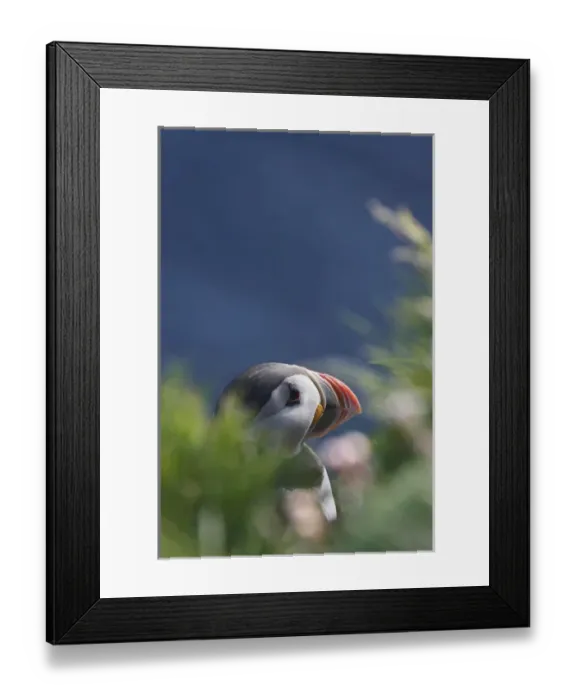 Framed Print : Atlantic Puffin (Fratercula arctica), Latrabjarg, Vestfirdhir, Iceland Framed Print : Atlantic Puffin (Fratercula arctica), Latrabjarg, Vestfirdhir, Iceland
