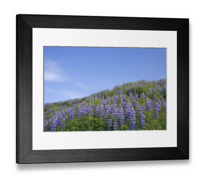 Framed Print : Lavender on the meadow, Iceland Framed Print : Lavender on the meadow, Iceland