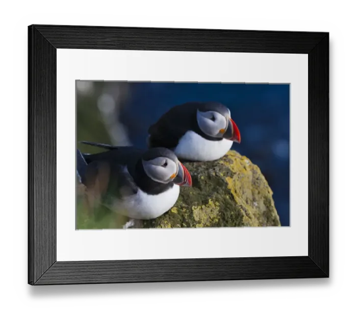 Framed Print : Atlantic Puffin (Fratercula arctica), Latrabjarg, Vestfirdhir, Iceland Framed Print : Atlantic Puffin (Fratercula arctica), Latrabjarg, Vestfirdhir, Iceland