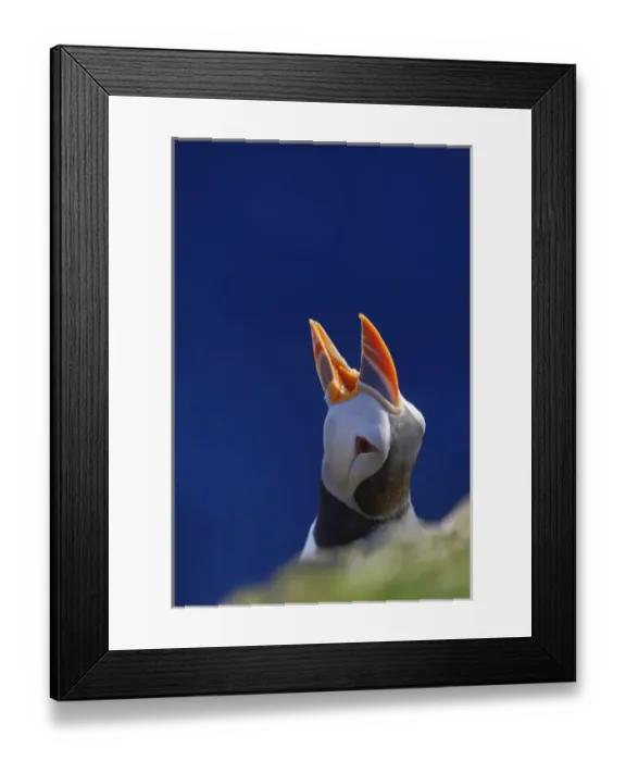 Framed Print : Atlantic Puffin (Fratercula arctica), Latrabjarg, Vestfirdhir, Iceland Framed Print : Atlantic Puffin (Fratercula arctica), Latrabjarg, Vestfirdhir, Iceland