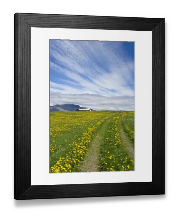 Framed Print : House on the meadow of wild flowers, Iceland