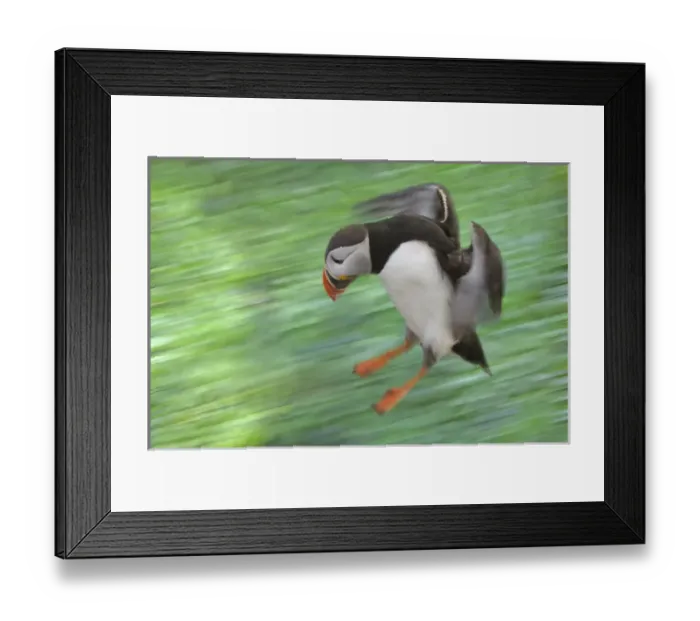 Framed Print : Atlantic Puffin (Fratercula arctica) flying, Latrabjarg, Vestfirdhir, Iceland Framed Print : Atlantic Puffin (Fratercula arctica) flying, Latrabjarg, Vestfirdhir, Iceland