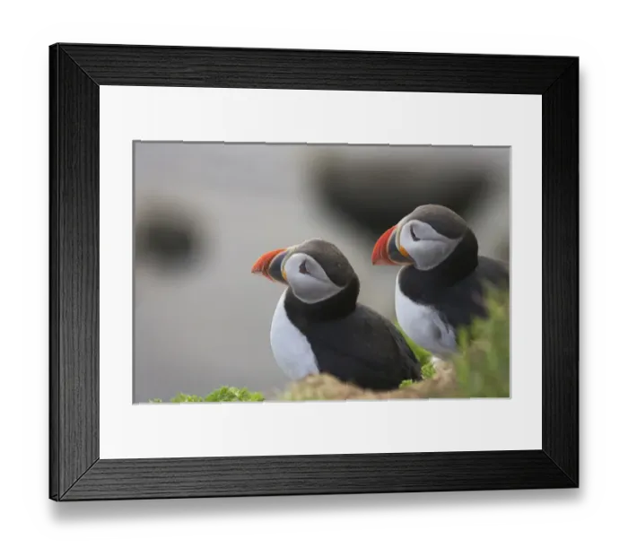 Framed Print : Atlantic Puffin (Fratercula arctica), Latrabjarg, Vestfirdhir, Iceland Framed Print : Atlantic Puffin (Fratercula arctica), Latrabjarg, Vestfirdhir, Iceland