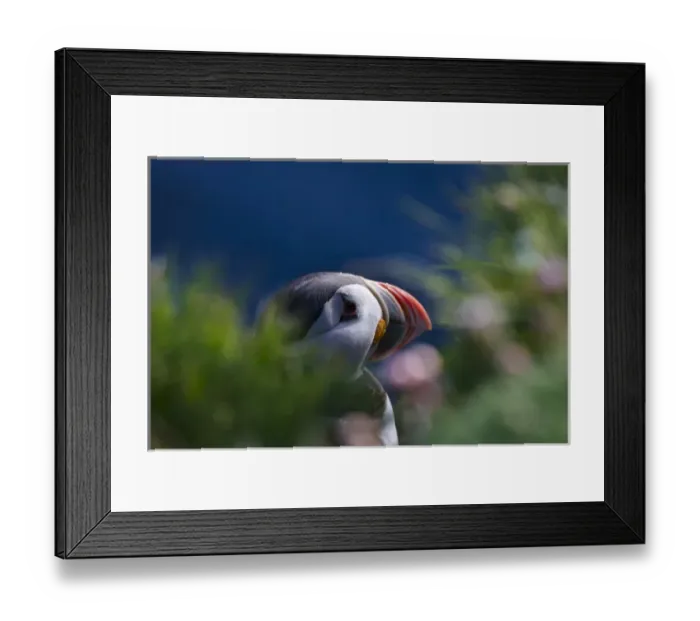 Framed Print : Atlantic Puffin (Fratercula arctica), Latrabjarg, Vestfirdhir, Iceland