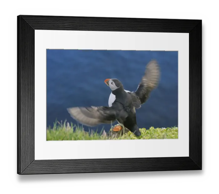 Framed Print : Atlantic Puffin (Fratercula arctica), Latrabjarg, Vestfirdhir, Iceland Framed Print : Atlantic Puffin (Fratercula arctica), Latrabjarg, Vestfirdhir, Iceland